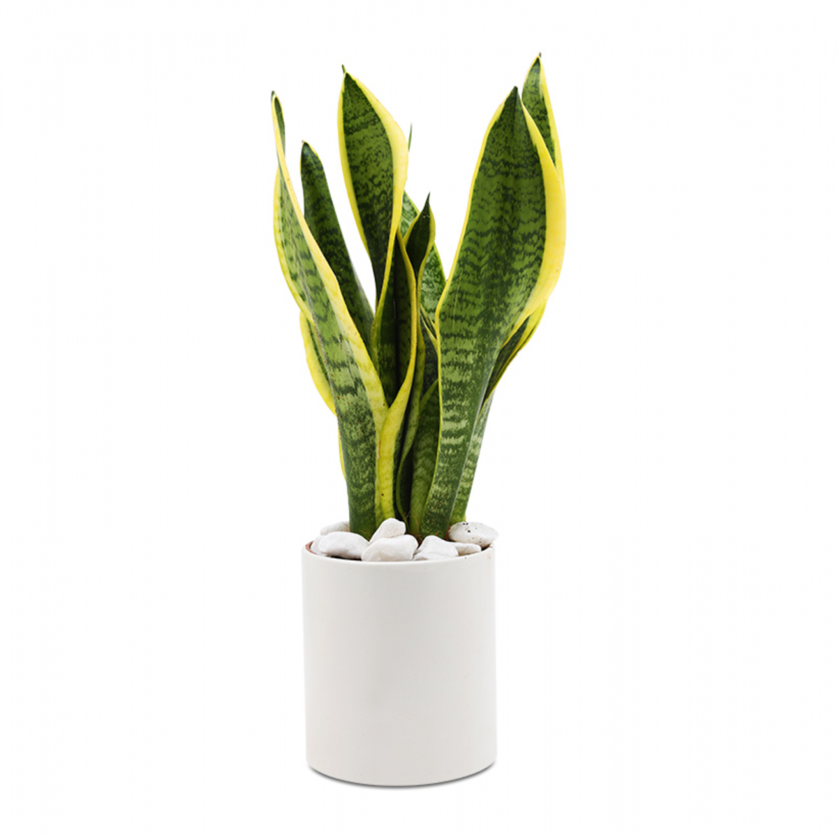 Để gì trên két sắt để thu hút tài lộc và may mắn?